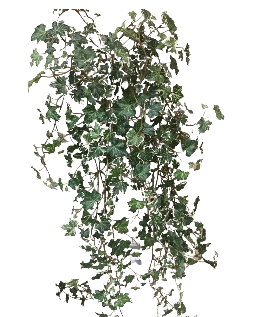 Vorschaubild 1