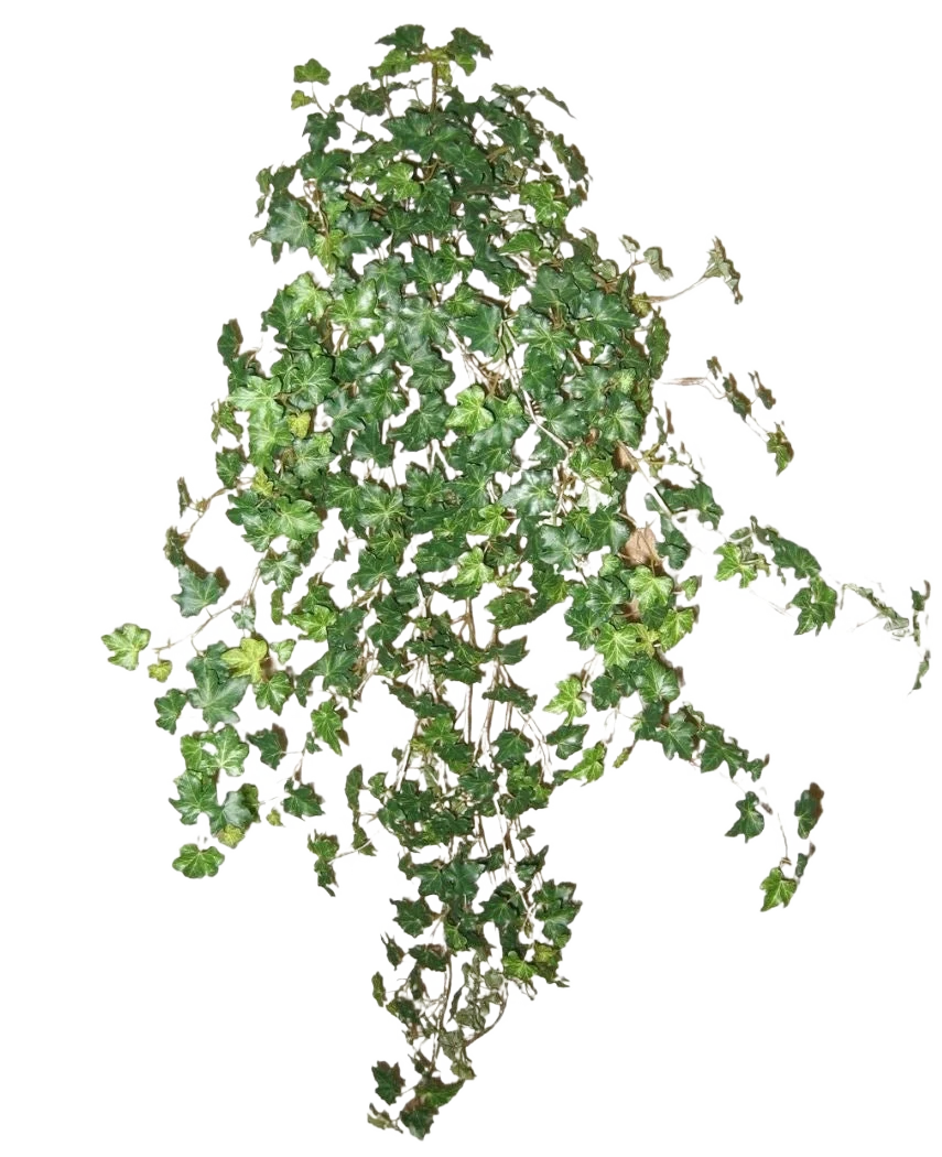 Vorschaubild 1